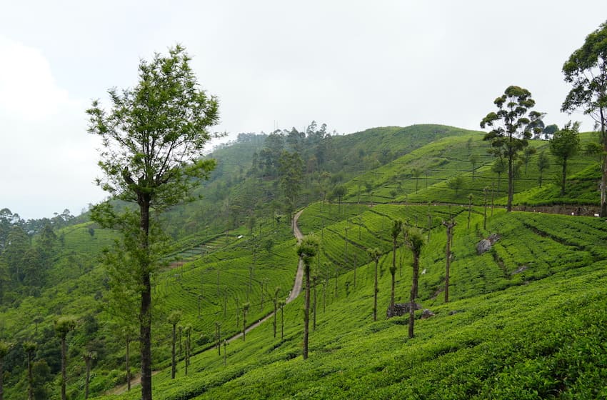 visiter des plantations de the