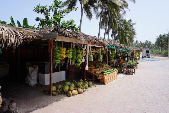 plantation à Salalah