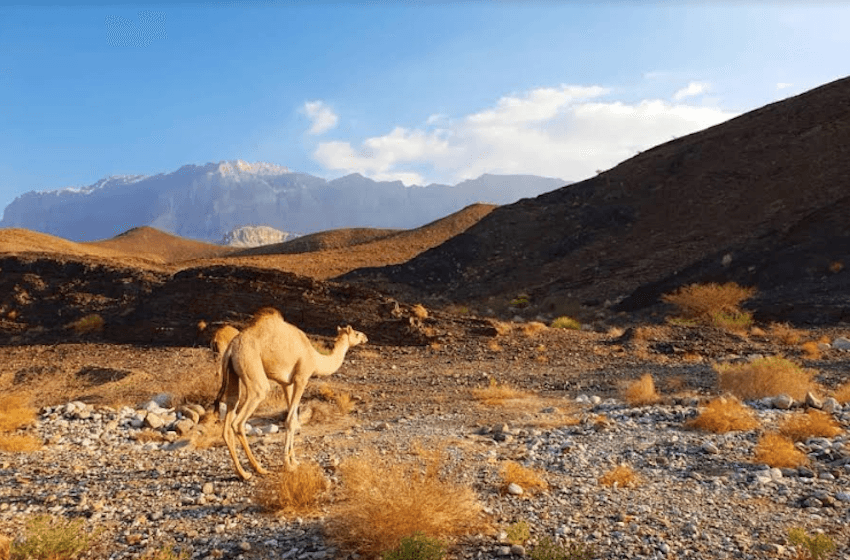 Destination à 4h de Dubai : road trip en Oman !