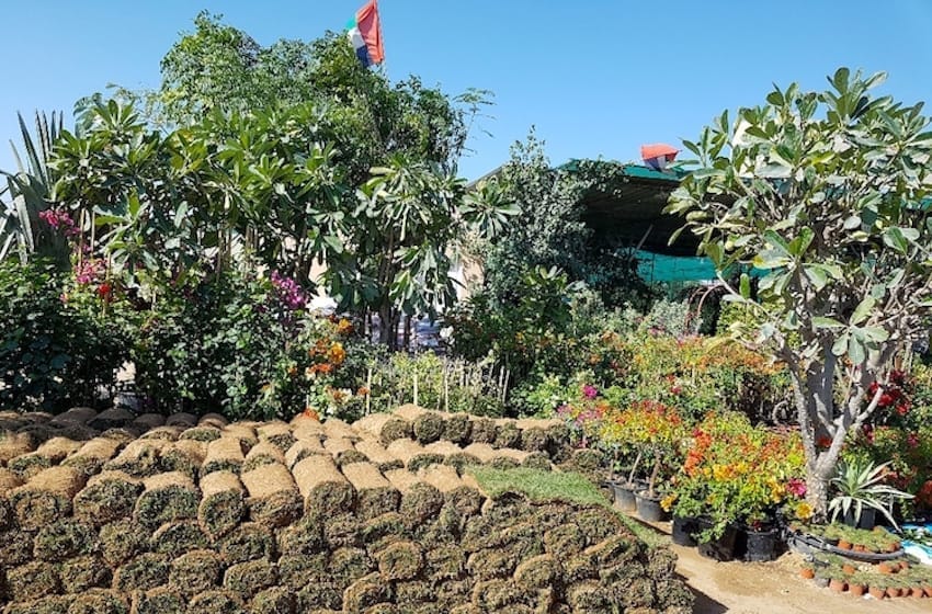  Dubai Plants Souk : le marché vert incontournable de Dubai !