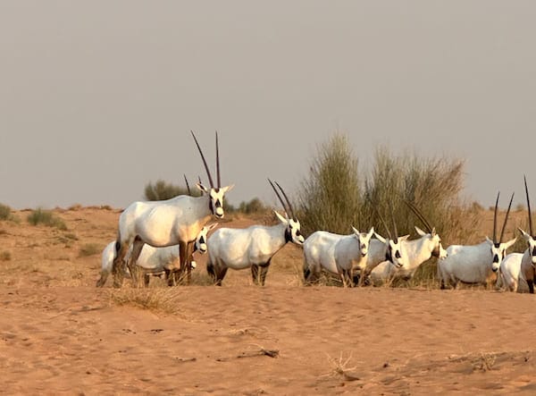 oryx arabe desert de dubai