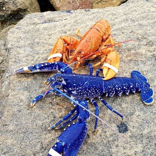 homard bleu francais