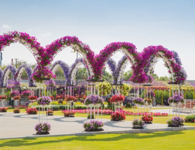 miracle garden