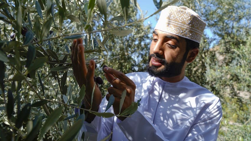 Festival de la récolte d'olives en terre fertile d’Al Jabal Al Akhdar