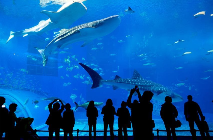 visiter dubai aquarium Dubai Mall que voir gratuitement
