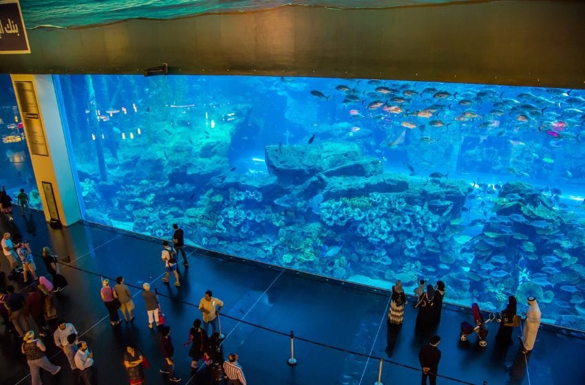 Tout savoir sur l’Aquarium du Dubai Mall : votre guide pratique