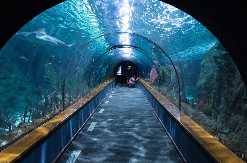 tunnel de l'aquarium du Dubai Mall