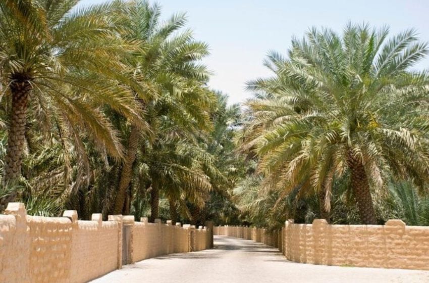 Palmeraie de al ain